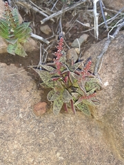 Crassula exilis cooperi