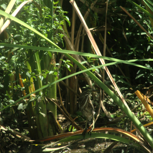 iNaturalist: (c) izanildo, some rights reserved (CC BY-NC) iNaturalist image