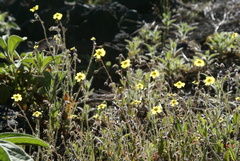 Tuberaria guttata image