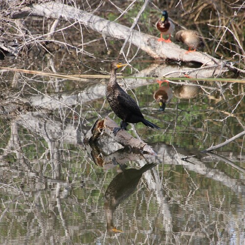 iNaturalist observation photo of Double-crested Cormorant