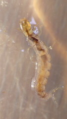 Polycentropus