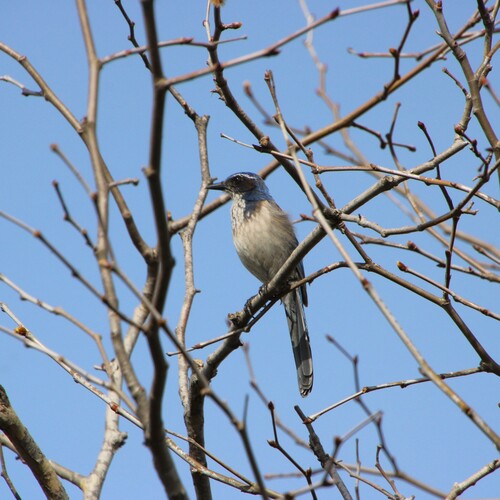iNaturalist observation photo of California Scrub-Jay