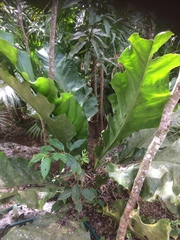 Anthurium schlechtendalii