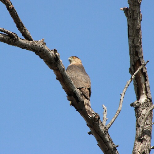 iNaturalist observation photo of Cooper's Hawk