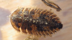 Ectopria nervosa