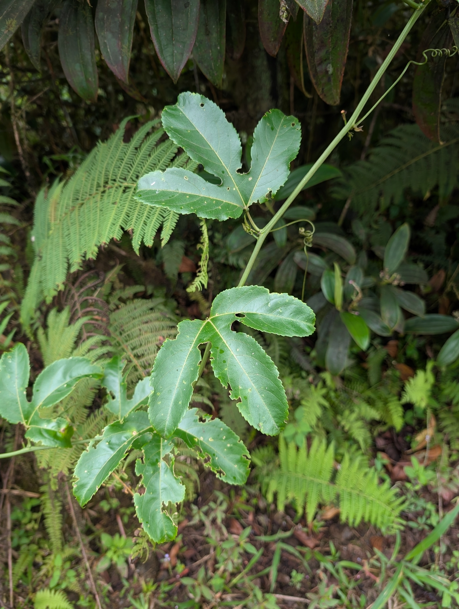 Foto de Passiflora edulis Sims
