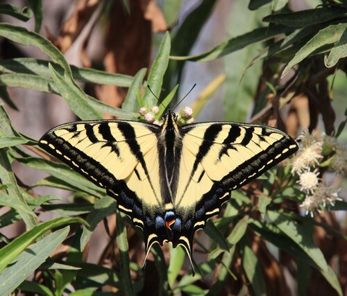 iNaturalist observation photo of Western Tiger Swallowtail