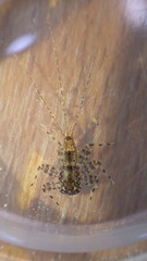 Maccaffertium mediopunctatum