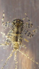 Maccaffertium mediopunctatum