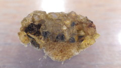 Glossosoma nigrior