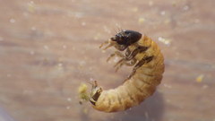 Glossosoma nigrior