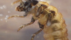 Glossosoma nigrior