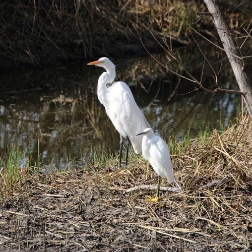 iNaturalist observation photo of Snowy Egret