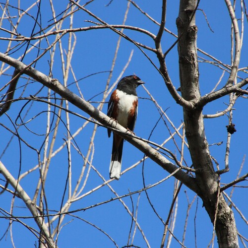 iNaturalist observation photo of Spotted Towhee