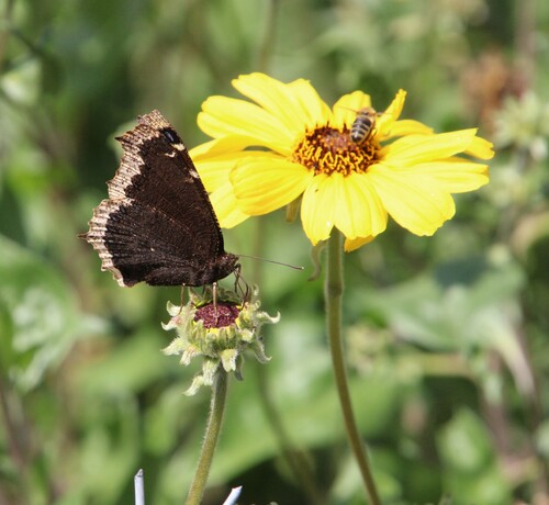 iNaturalist observation photo of Mourning Cloak