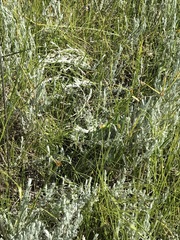 Helichrysum aureonitens