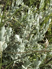 Helichrysum aureonitens
