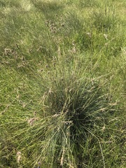 Cymbopogon pospischilii