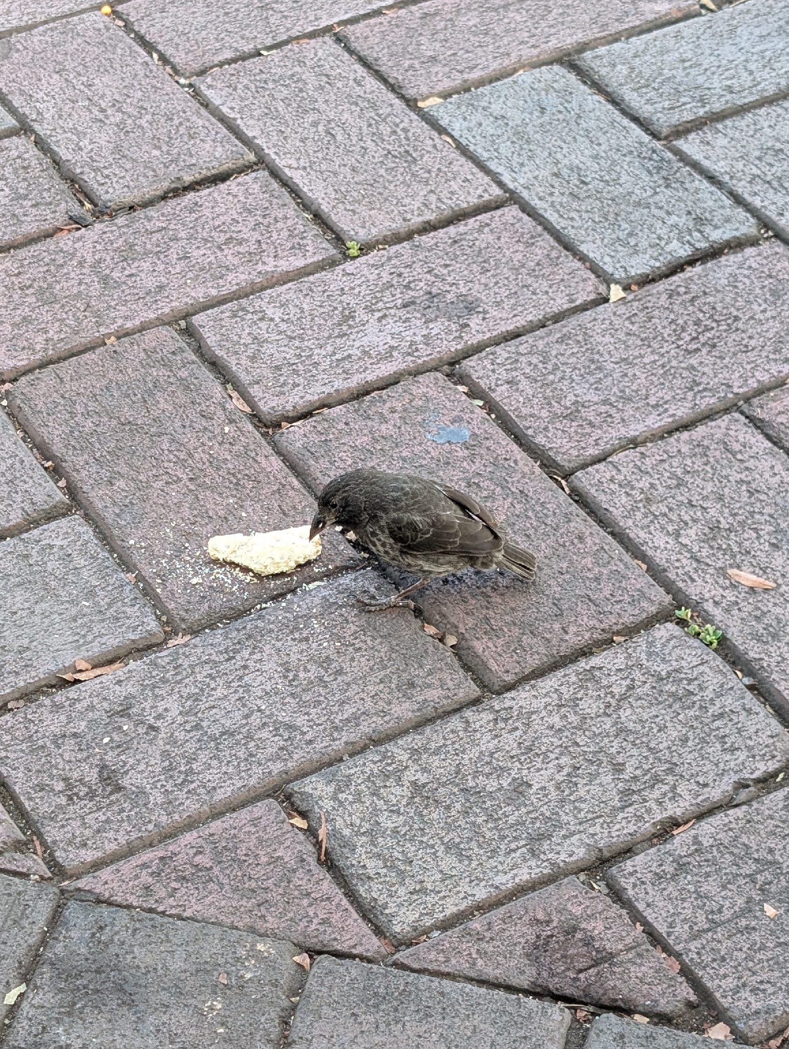Common Cactus Finch (Geospiza scandens), photo 4