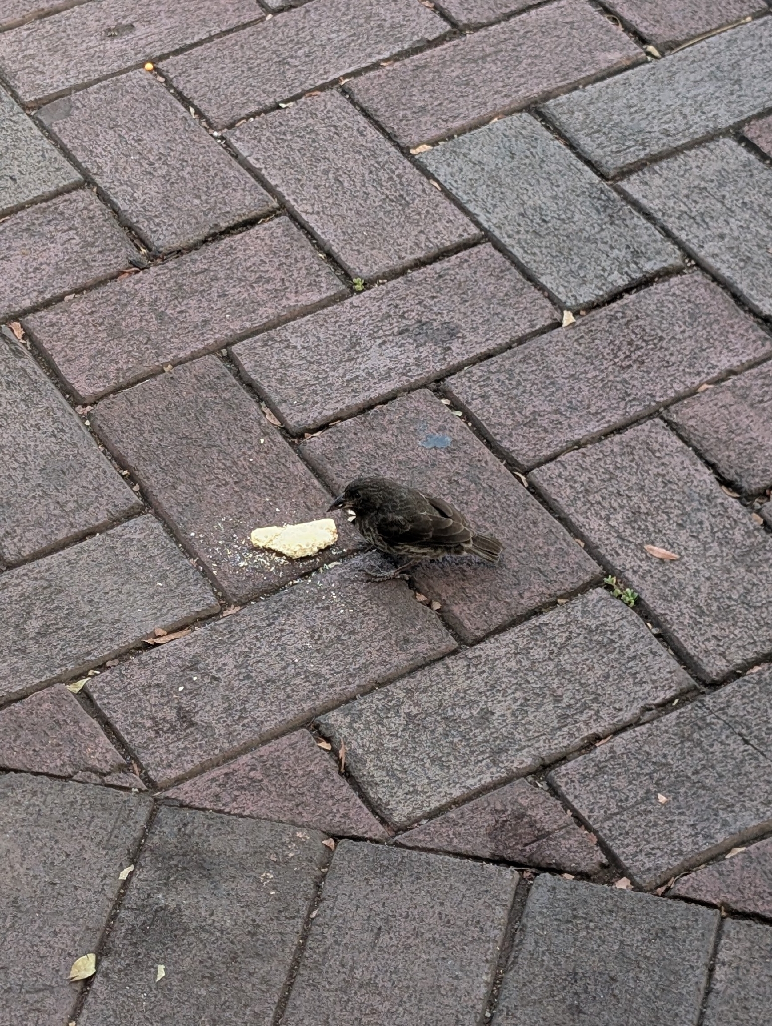 Common Cactus Finch (Geospiza scandens), photo 5