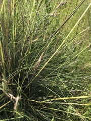 Cymbopogon pospischilii