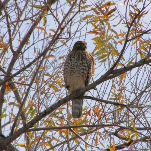 iNaturalist observation photo of Red-shouldered Hawk
