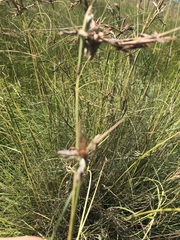 Cymbopogon pospischilii