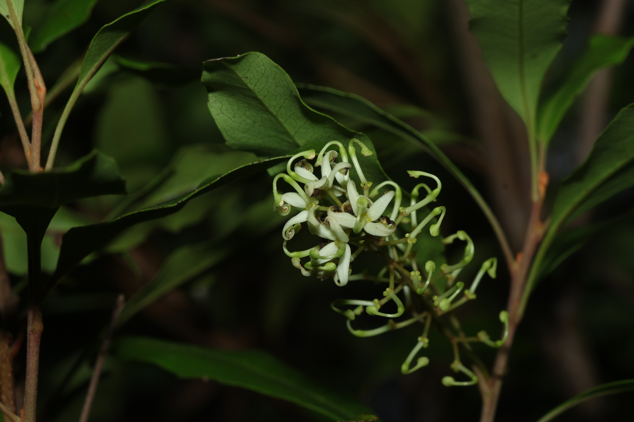 Smooth Lomatia (Lomatia arborescens)