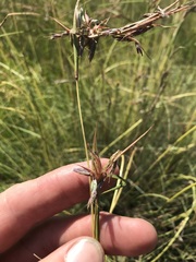 Cymbopogon pospischilii