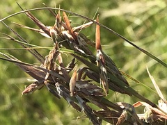 Cymbopogon pospischilii