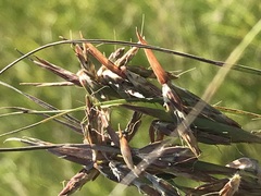 Cymbopogon pospischilii
