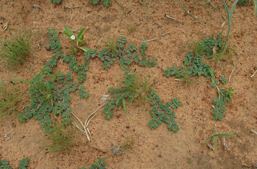 Euphorbia inaequilatera image