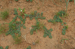 Euphorbia inaequilatera image