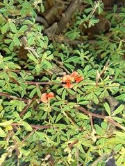 Indigofera sessiliflora