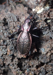 Carabus irregularis