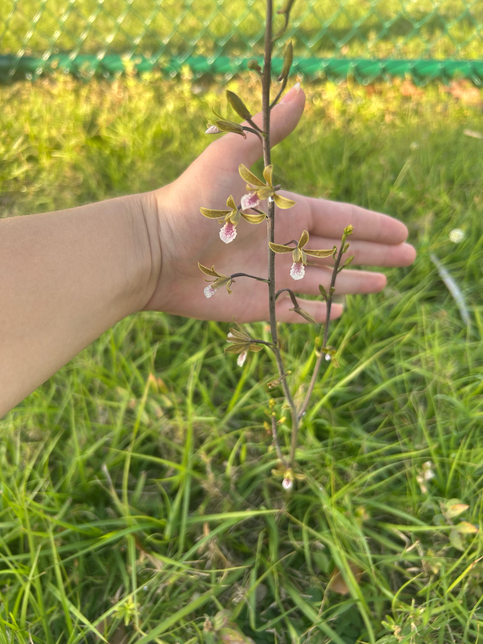 Imagem de Eulophia graminea