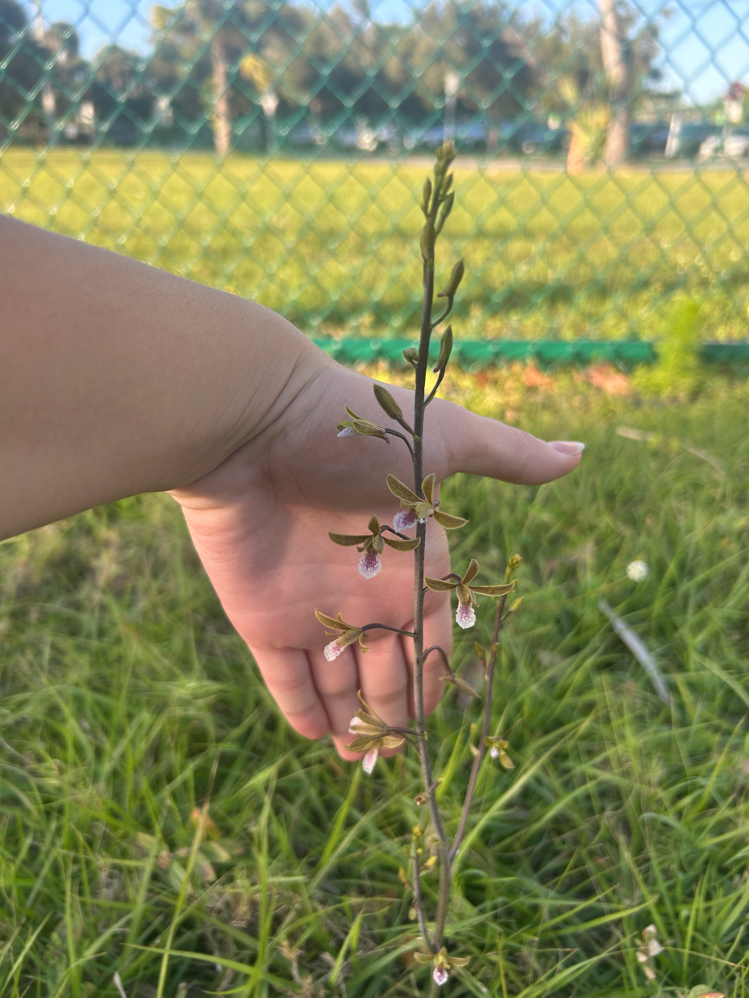 Imagem de Eulophia graminea