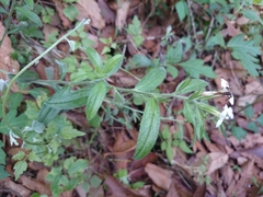 Lithospermum calcicola