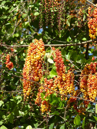 Bronze shower (Cassia moschata)