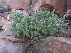 Indigofera sessiliflora
