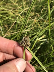 Cyperus teneristolon