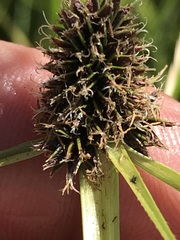 Cyperus teneristolon