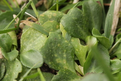 Protomycopsis bellidis
