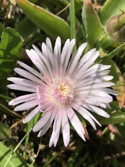 Delosperma ashtonii