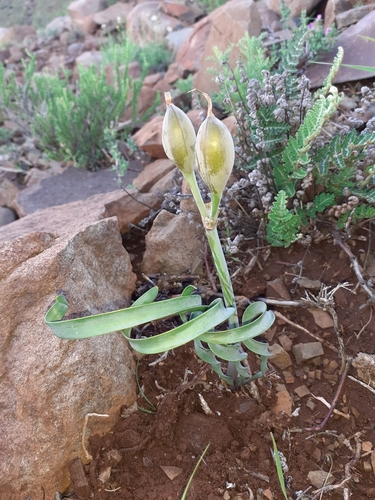 Cyrtanthus smithiae