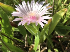 Delosperma ashtonii