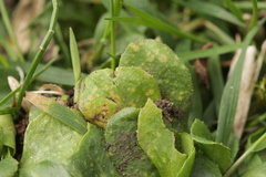 Protomycopsis bellidis