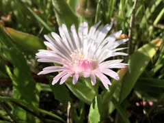 Delosperma ashtonii