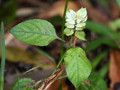 Foto de Camarão verde