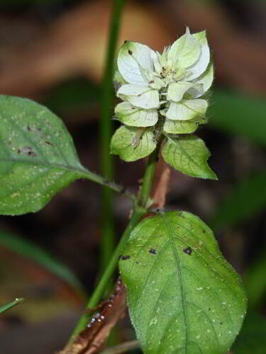 Foto de Camarão verde